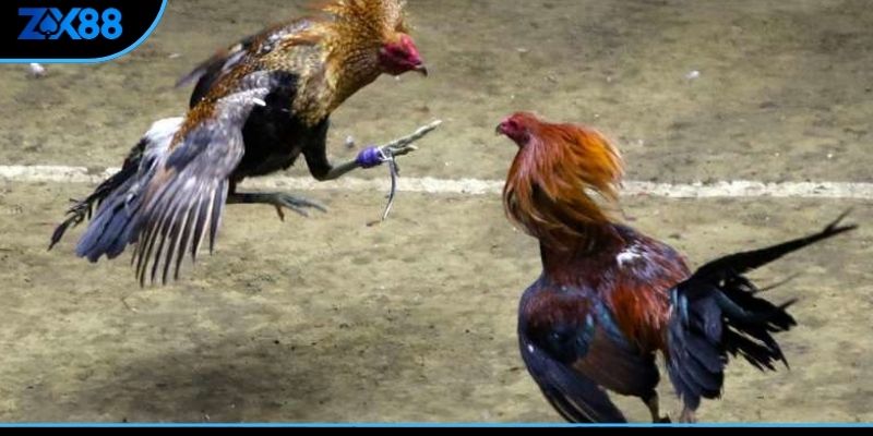 Hiểu rõ cách xem màu mạng gà đá theo ngũ hành