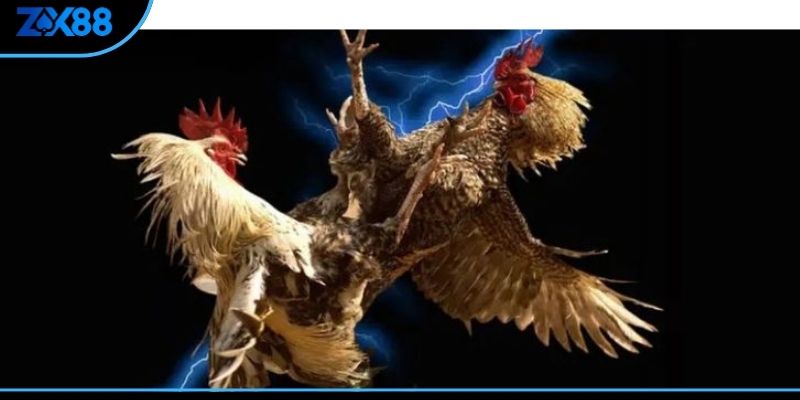 Kiến thức màu mạng gà là bí quyết của huấn luyện viên